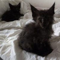 Při kontrole množírny koček v Brně došlo k napadení veterinárních inspektorek